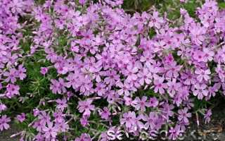 Флокс шиловидный. Посадка и уход, фото, сорта с названиями, рассада