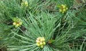Сосна кедровая стланиковая кедровый стланик pinus pumila