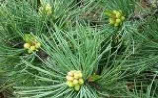Сосна кедровая стланиковая кедровый стланик pinus pumila